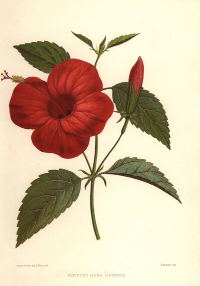 China Rose or Chinese Hibiscus, Hibiscus Rosa-Sinensis by Unknown